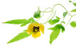 Photo: yellow clematis yellow clematis