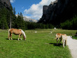 Cavalli in Vallunga