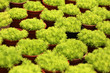 Odd Pot Out