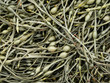 Fucus