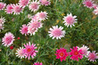 Blumenwiese