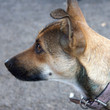 chien