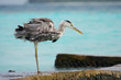 Heron in action. Perfect nature.