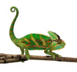 chameleon