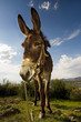 Handsome Donkey