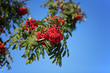 ashberry