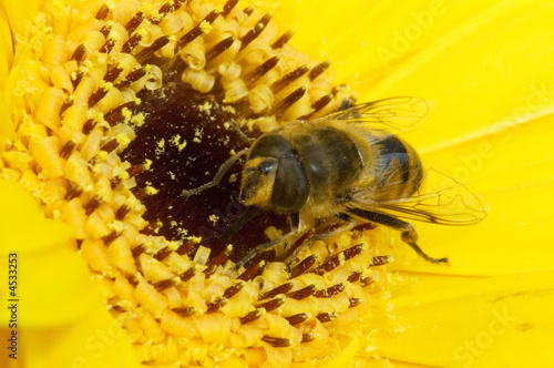 Photo: Bee and flower macro Bee and flower macro