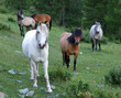 Horses