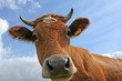 Cow's Head
