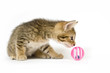 Kitten playing with toy