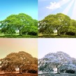 4 seasons on a tree