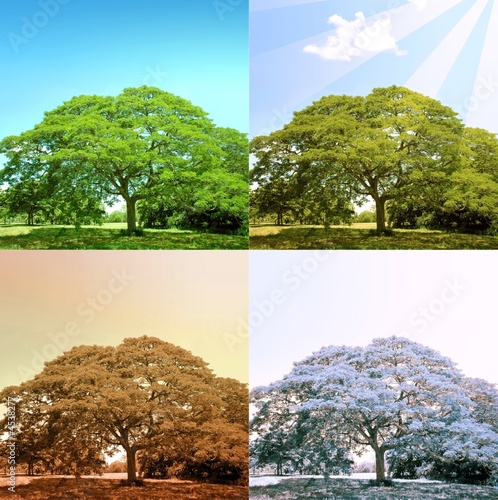 Photo: 4 seasons on a tree 4 seasons on a tree