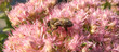bee on a flower