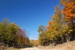 canadian forest , indian summer