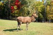 caribou