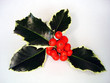 Sprig of Holly