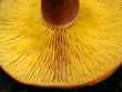 Toadstool