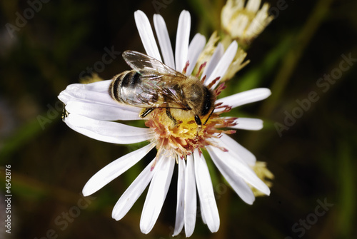 Photo: abeille abeille