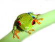 frog closeup on white