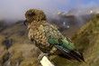Kea