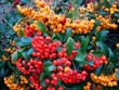 Herbstbeeren