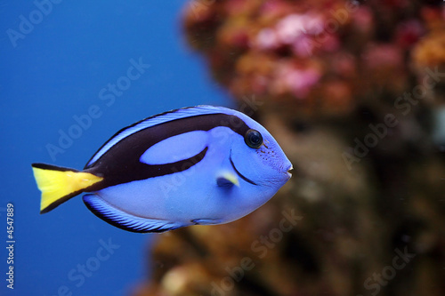 Photo: The beautiful fish-surgeon floats in an aquarium The beautiful fish-surgeon floats in an aquarium