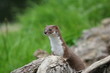 Photo: Weasel Weasel