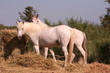 chevaux de race Camargue