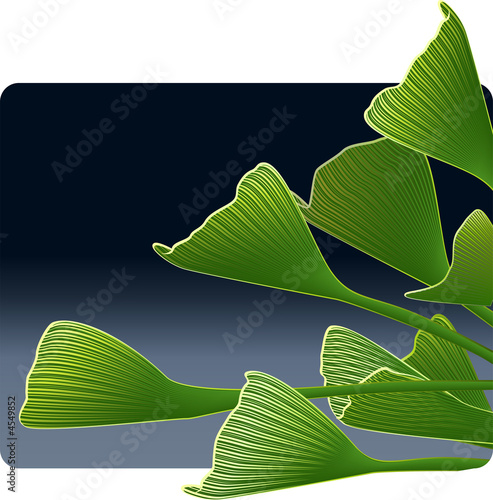 Ginkgo Leaves in the Evening