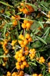 olives siberie3