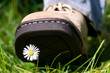 Treading on a daisy