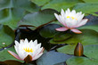 White Yellow waterlily Lotus