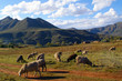 Sheep's heard in Lesotho, Southern Africa Sheep's heard in Lesotho, Southern Africa