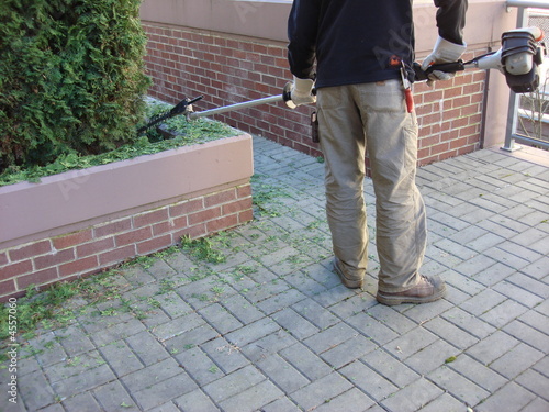 hedge trimming hedge trimming