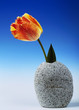 Tulip In Granite