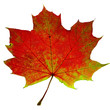 autumn leaf autumn leaf