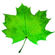 autumn leaf autumn leaf