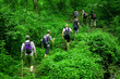 Jungle hike