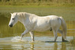 White horse