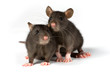 Image : rats
