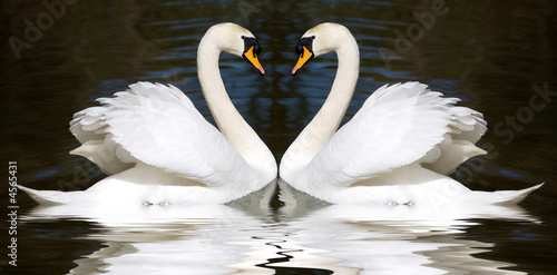 Photo: Loving swans Loving swans