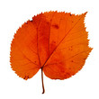 red autumn leaf red autumn leaf