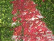 colori d'autunno