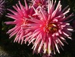 fiori