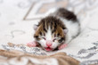 Small kitten