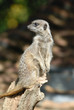 Meerkat