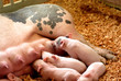 Hungry Piglets Hungry Piglets