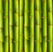 Bamboo background Bamboo background