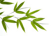 bamboo- leaves bamboo- leaves