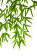 bamboo- leaves bamboo- leaves